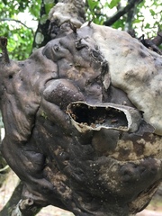 Tetragonisca weyrauchi