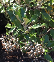 Brachyglottis rotundifolia