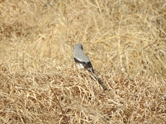Lanius sphenocercus