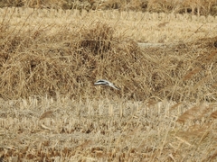 Lanius sphenocercus