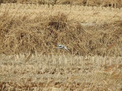 Lanius sphenocercus