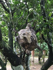 Tetragonisca weyrauchi