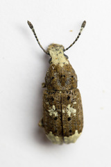 Platystomos albinus