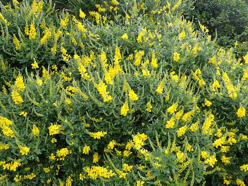 Image of Genista stenopetala by (c) Leon Perrie, some rights reserved (CC BY)