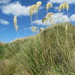 Austroderia toetoe - Photo (c) Arnim Littek, algunos derechos reservados (CC BY), subido por Arnim Littek