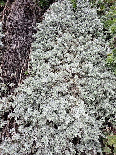 Helichrysum argyrophyllum, photograph 3