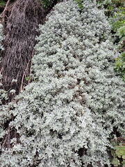 Helichrysum argyrophyllum, photograph (c) Leon Perrie, some rights reserved (CC BY)