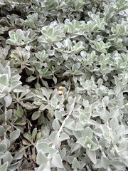 Helichrysum argyrophyllum, photograph (c) Leon Perrie, some rights reserved (CC BY)