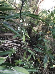 Rhinacanthus nasutus