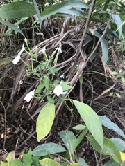 Rhinacanthus nasutus