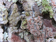 Haematomma flexuosum