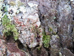 Haematomma flexuosum