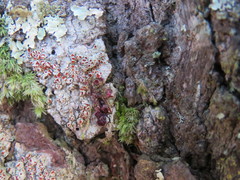 Haematomma flexuosum