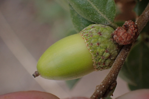 Cedros Island oak