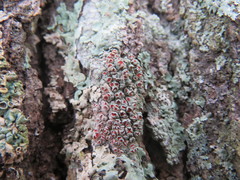 Haematomma flexuosum