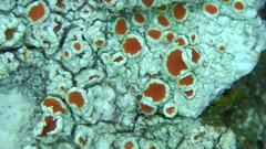 Haematomma flexuosum