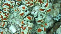 Haematomma flexuosum