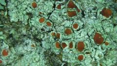 Haematomma flexuosum