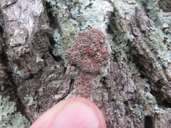 Haematomma flexuosum