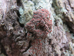 Haematomma flexuosum