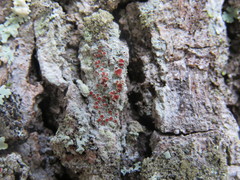 Haematomma flexuosum