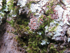 Haematomma flexuosum