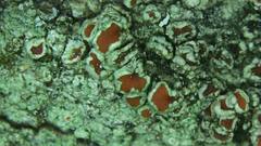 Haematomma flexuosum