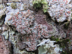 Haematomma flexuosum