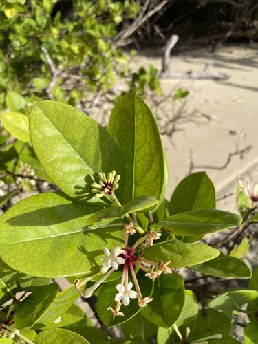 Phaleria disperma observed 2023-08-19