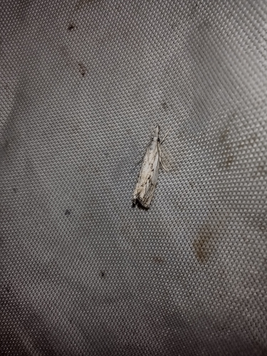 trávovec múrový (Catoptria falsella)