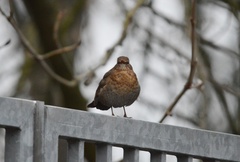 Turdus merula