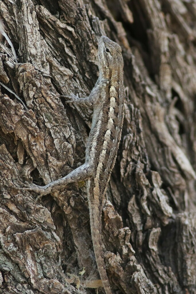 Prairie Lizard from Midland, TX, USA on August 13, 2023 at 10:55 AM by ...