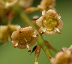 Combretum tetrandrum subsp. australe image