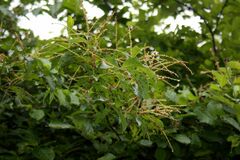 Combretum tetrandrum subsp. australe image