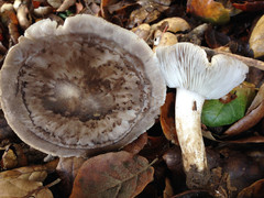 Tricholoma griseoviolaceum