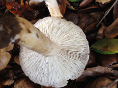 Tricholoma griseoviolaceum