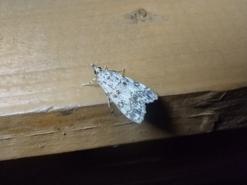 sivenka krovinová (Eudonia lacustrata)