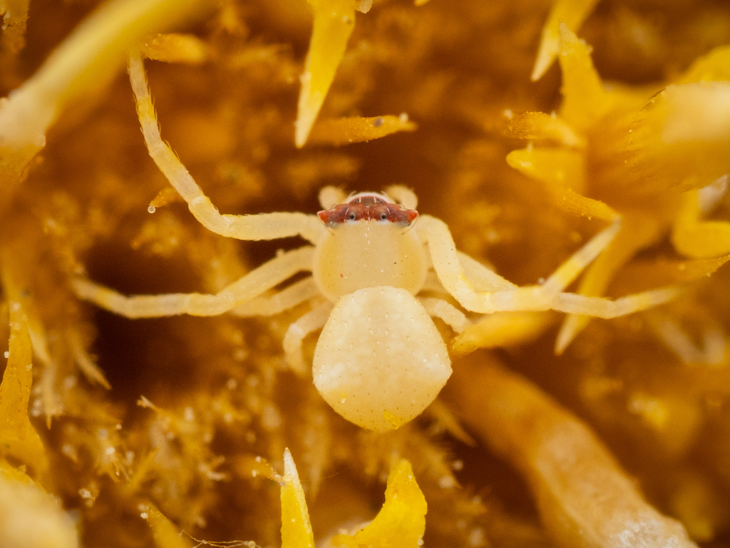 Flower Crab Spiders from Peloponnese Region, Greece on August 15, 2023