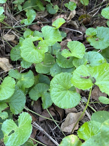 Centella asiatica image