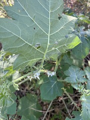 Solanum viarum image