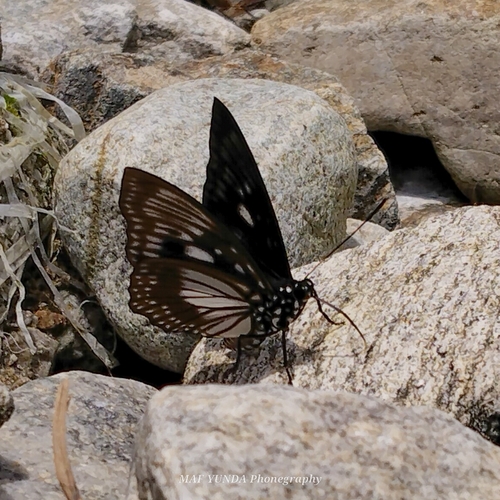 Euripus robustus