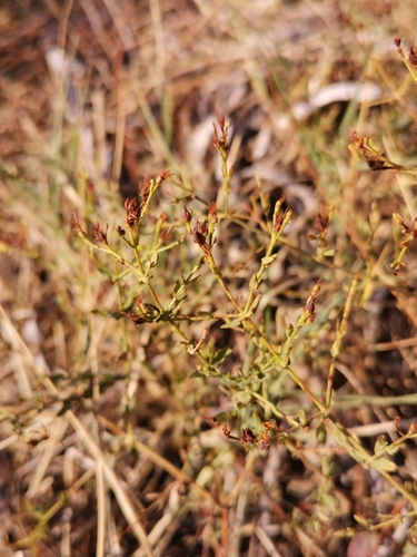 Hypericum triquetrifolium (Hypericum triquetrifolium)