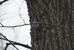 Sitta europaea