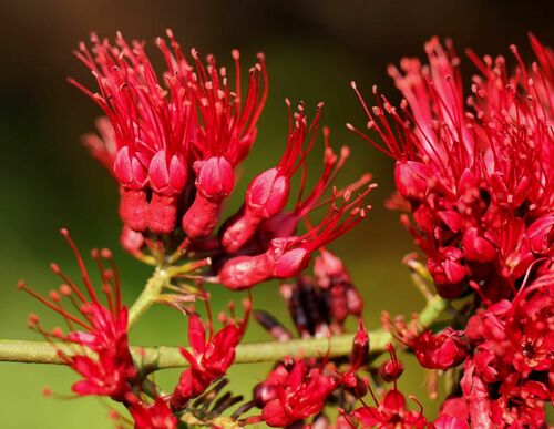 Combretum confertum