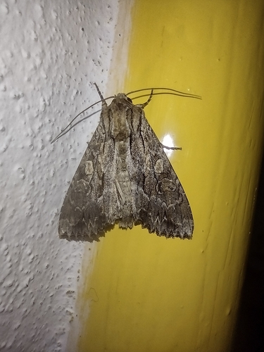 sivkavec trávový (Apamea monoglypha)
