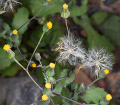 Senecio mohavensis