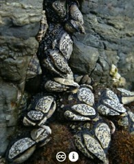 Collemopsidium ostrearum