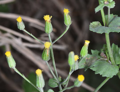 Senecio mohavensis