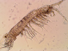 Bathynellacea
