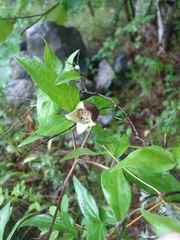 Clematis fusca